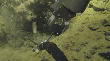Media type: image;   Invertebrate Zoology 153115 Description: live specimen;